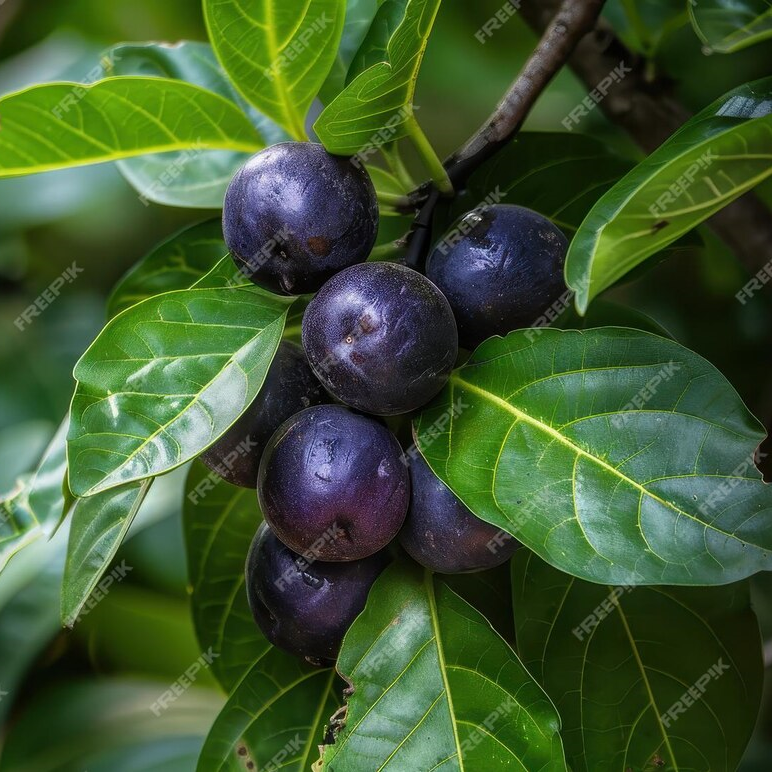 Jamun